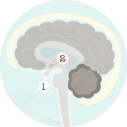 hypophyse